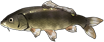 鲤鱼.png