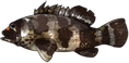 斜带石斑.png