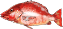 红鲷.png