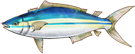 纺锤鰤鱼.png