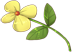 咬着花.png