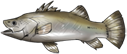 海鲈.png