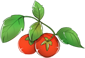 西红柿.png