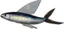 飞鱼.png