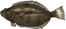 比目鱼.png
