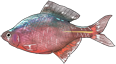 红目鲫.png