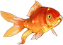 金鱼.png