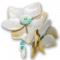 并蒂莲.png