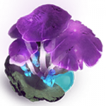 辉光蕈.png