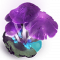 辉光蕈.png