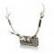 鹿角模型.png