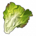 生菜.png