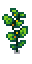 Cucumber Phase 5.png