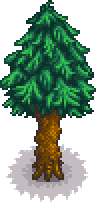 Pine tree portrait.png