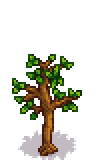 Persimmon Tree Phase 4.png