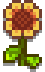 S. Wall Flower.png