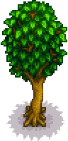 Maple tree portrait.png