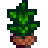 Tea Sapling.png