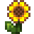 Sunflower.png