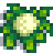 Cauliflower Stage 6.png