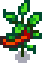 Hot Pepper Stage 6.png
