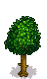 Pear Tree Phase 4.png