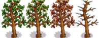 Persimmon Tree Phase 5.png