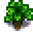 Maple Tree Stage 2 Spring.png