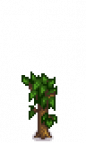 Apricot Tree Stage 3.png