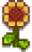 S. Wall Flower.png