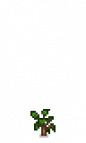 Apricot Tree Stage 1.png