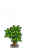 Mango Stage 3.png