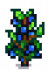 Blueberry Stage 6.png