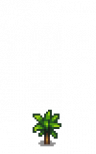 Mango Stage 1.png