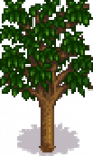 Apricot Tree Stage 5 Spring.png