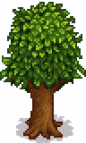 Pomegranate Tree Stage 5 Summer.png