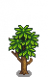 Mango Stage 4.png