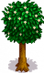 Orange Tree Stage 5 Summer.png