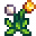 Dandelion.png