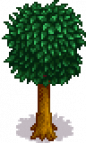 Orange Tree Stage 5 Spring.png