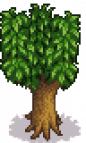 Peach Tree Stage 5 Spring.png