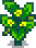Summer Squash Stage 5.png