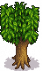 Peach Tree Stage 5 Summer.png