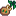 Apricot Sapling.png