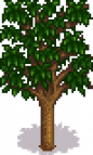 Apricot Tree Stage 5 Summer.png