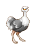 鸵鸟_Ostrich