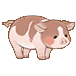 花猪_PigVariant