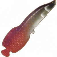 巨骨舌鱼(鱼王)