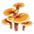 灵芝图标