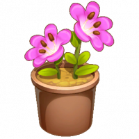 粉色小苍兰盆栽